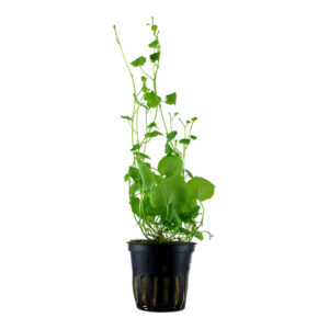 Cardamine lyrata grøn akvarieplante fra Asien med dekorative runde blade