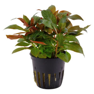 Ludwigia glandulosa rød akvarieplante med mørkerøde og lilla blade