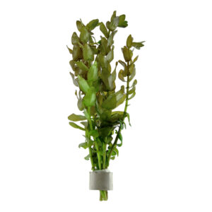 Bacopa caroliniana nem grøn akvarieplante med lavt lys- og CO2-behov