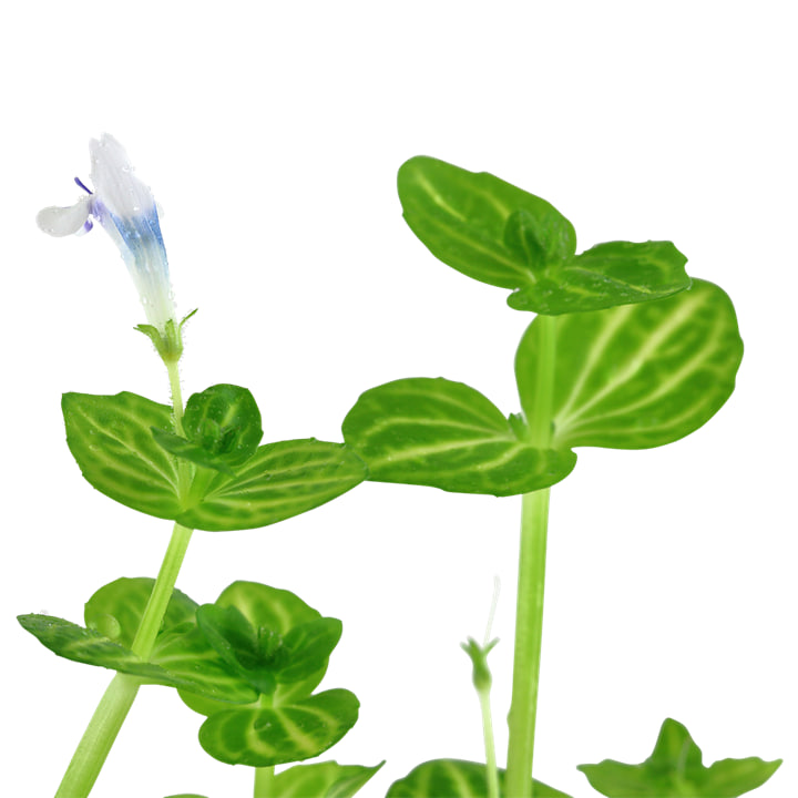 Lindernia rotundifolia grøn akvarieplante med kompakt vækst og runde blade