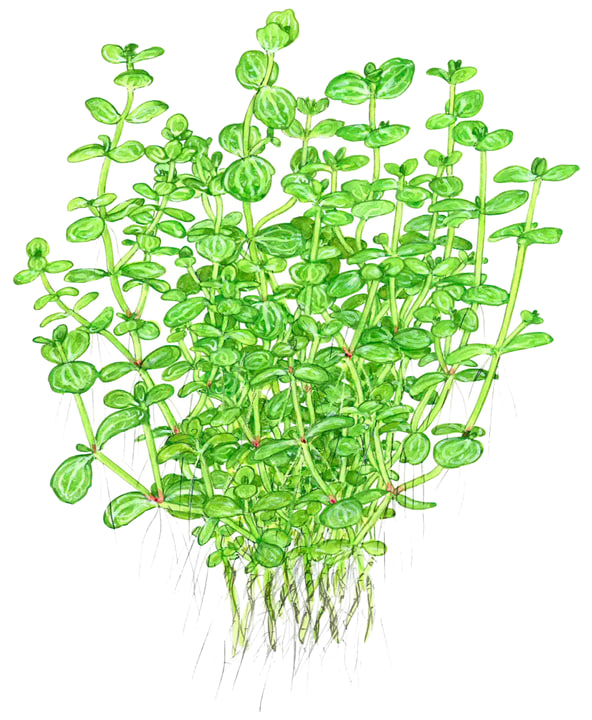 Lindernia rotundifolia grøn akvarieplante med kompakt vækst og runde blade