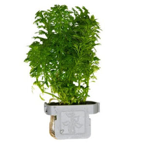 Limnophila sessiliflora grøn akvarieplante med fine blade og hurtig vækst