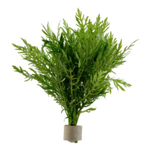 Hygrophila difformis hurtigvoksende grøn akvarieplante med lavt lys- og CO2-behov