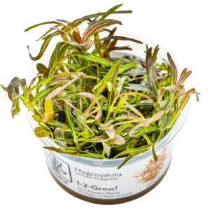 Hygrophila lancea 'Araguaia' akvarieplante med rødbrune smalle blade