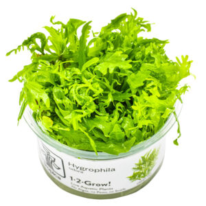 Hygrophila odora grøn akvarieplante med dekorative bølgede blade