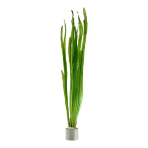 Vallisneria americana Natans nem hurtigtvoksende grøn akvarieplante
