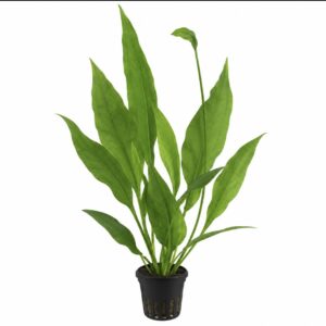 XL Echinodorus grisebachii Bleherae stor akvarieplante med grønne blade