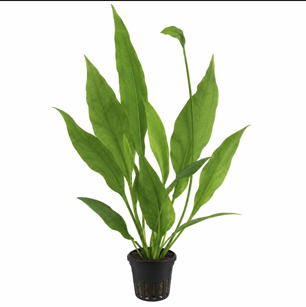 XL Echinodorus grisebachii Bleherae stor akvarieplante med grønne blade