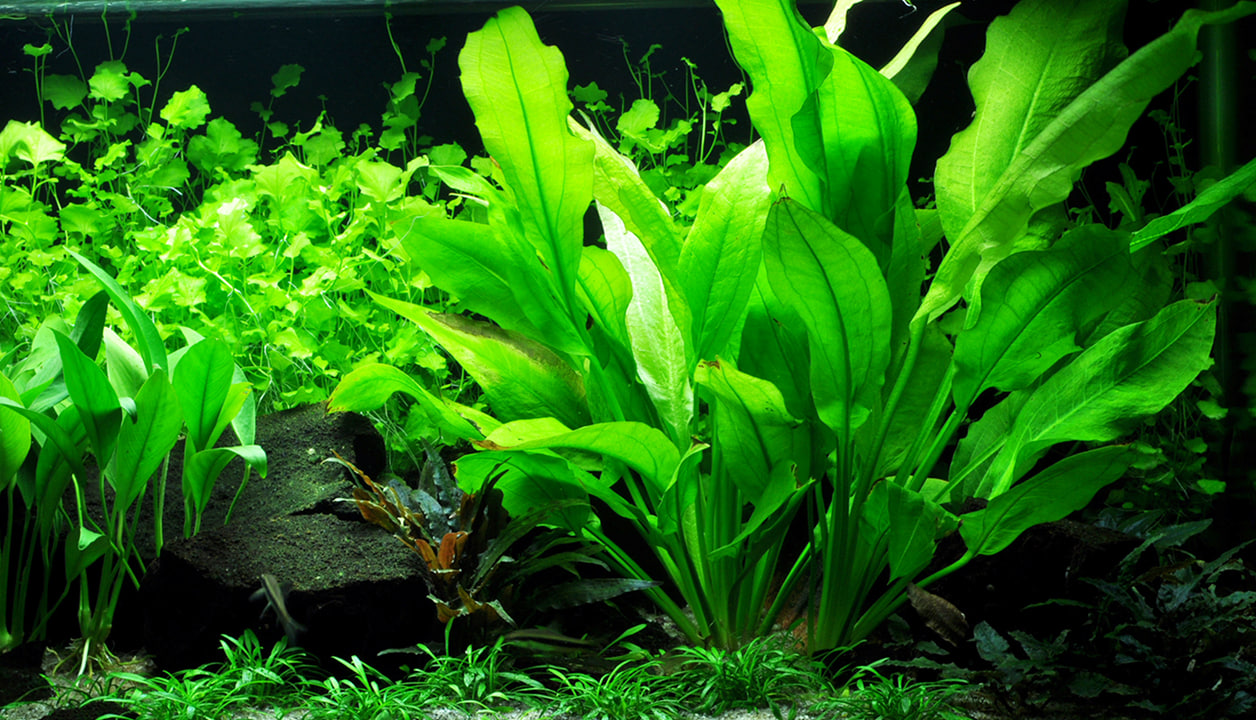 XL Echinodorus grisebachii Bleherae stor akvarieplante med grønne blade