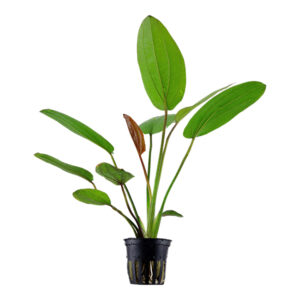Echinodorus × barthii rød akvarieplante med store dekorative blade