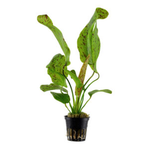 Echinodorus 'Ozelot Green' akvarieplante med grønne blade og dekorative mørke pletter