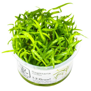 Sagittaria subulata grøn akvarieplante med smalle blade