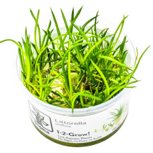 Littorella uniflora lav grøn tæppedannende akvarieplante