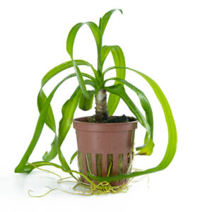 Crinum thaianum stor grøn løgplante til akvarium med lange dekorative blade
