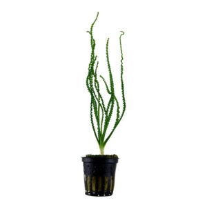 Crinum calamistratum akvarieplante med lange smalle mørkegrønne krøllede blade