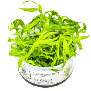 Heteranthera zosterifolia grøn akvarieplante med smalle blade