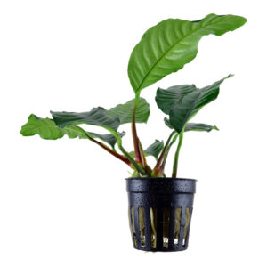 Anubias barteri var. Coffeifolia nem akvarieplante med mørkegrønne bølgede blade