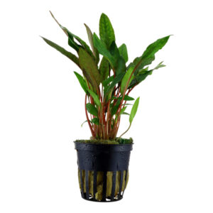 Cryptocoryne beckettii 'Petchii' akvarieplante med olivengrønne blade og rødviolet underside