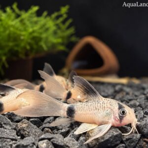 Panda Pansermalle Langfinnet Corydoras panda fredelig bundfisk til akvarium