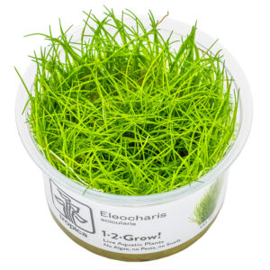Eleocharis acicularis grøn tæppedannende akvarieplante
