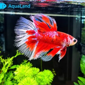Kampfisk Betta Mixed HM Betta splendens i assorterede farver