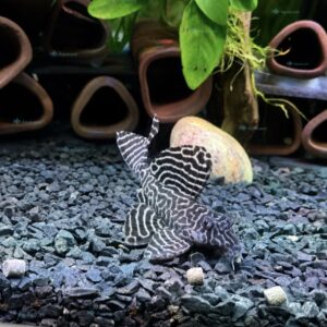L134 Leopard Frog Pleco Peckoltia compta med sort og lyst mønster og markante finner