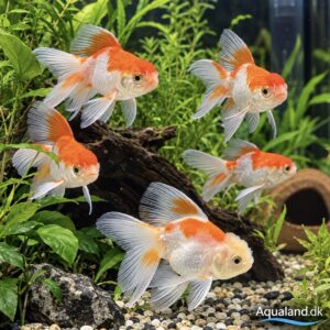 Oranda Guldfisk Assorteret Carassius auratus i forskellige farver og mønstre