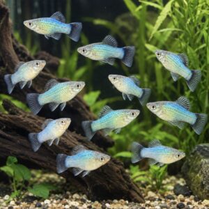 Blå Wagtail Platy Xiphophorus maculatus fredelig levendefødende akvariefisk