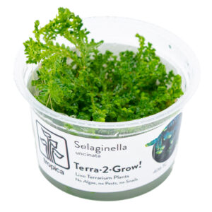 Selaginella uncinata krybende blågrøn plante til fugtigt terrarium