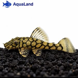 L519 Honeycomb Pleco Ancistrus med flot gyldent sort netmønster