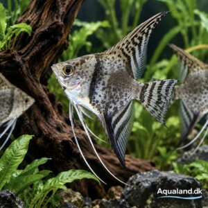 Leopard Blue Angelfish Pterophyllum scalare – smuk ferskvands scalar med leopardmønster
