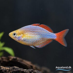 Neon Dwarf Rainbow Melanotaenia praecox fredelig regnbuefisk til akvarium