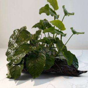 Anubias på naturtræ unik levende akvarieplante på dekorativ trærod