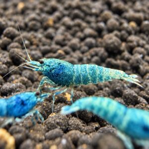 Blue Bolt reje Caridina logemanni – blå Taiwan Bee reje til akvarium
