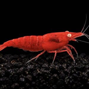 Fire Red OE Neocaridina-reje High Grade med intens rød farve og orange øjne