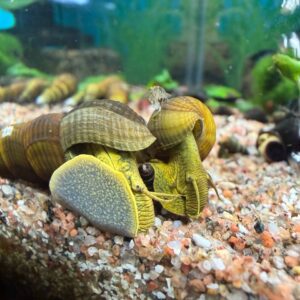 Grøn Elefantsnegl Kaninsnegl Rabbit Snail unger 2-3 cm mellem størrelse