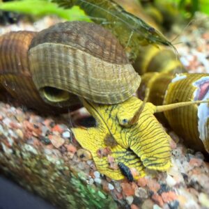 Grøn Elefantsnegl Kaninsnegl Rabbit Snail små unger 1-1,5 cm