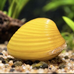 Gul kurvemusling Yellow Basket Shell Corbicula sp. til ferskvandsakvarium