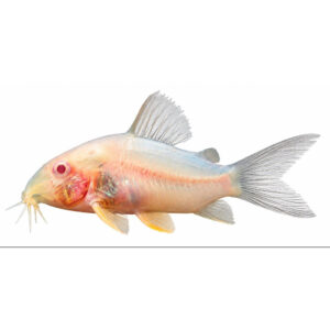 Albino Corydoras Corydoras aeneus fredelig bundfisk til akvarium