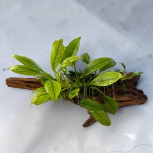 Anubias heterophylla på naturligt akvarietræ – unik akvarieplante fra Aqualand