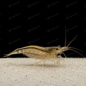 Amano Reje Naturfarvet Caridina multidentata – algespisende ferskvandsreje til akvarium