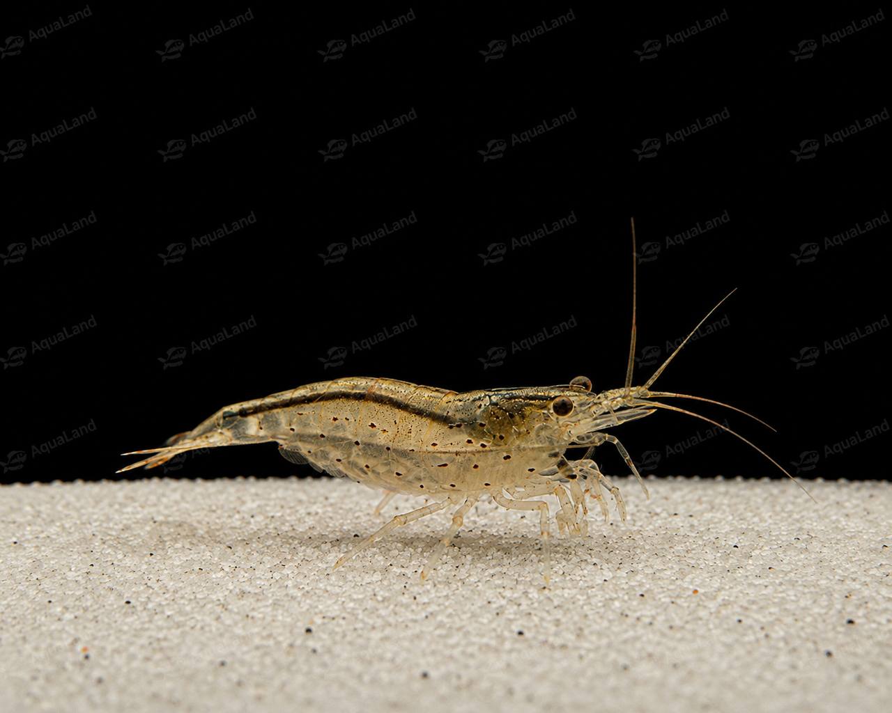 Amano Reje Naturfarvet Caridina multidentata – algespisende ferskvandsreje til akvarium