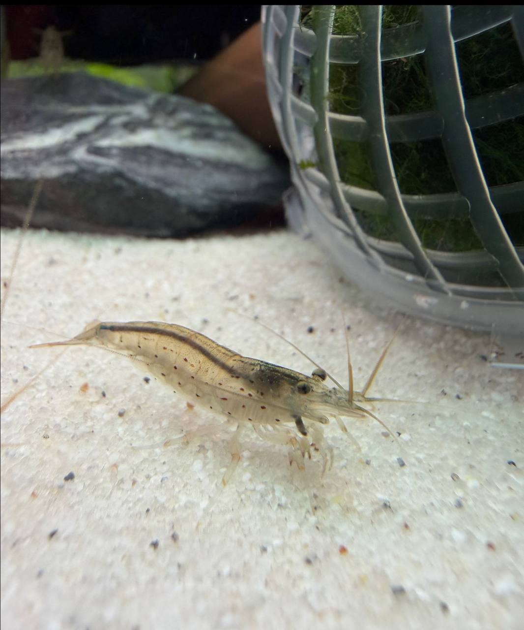 Amano Reje Naturfarvet Caridina multidentata – algespisende ferskvandsreje til akvarium
