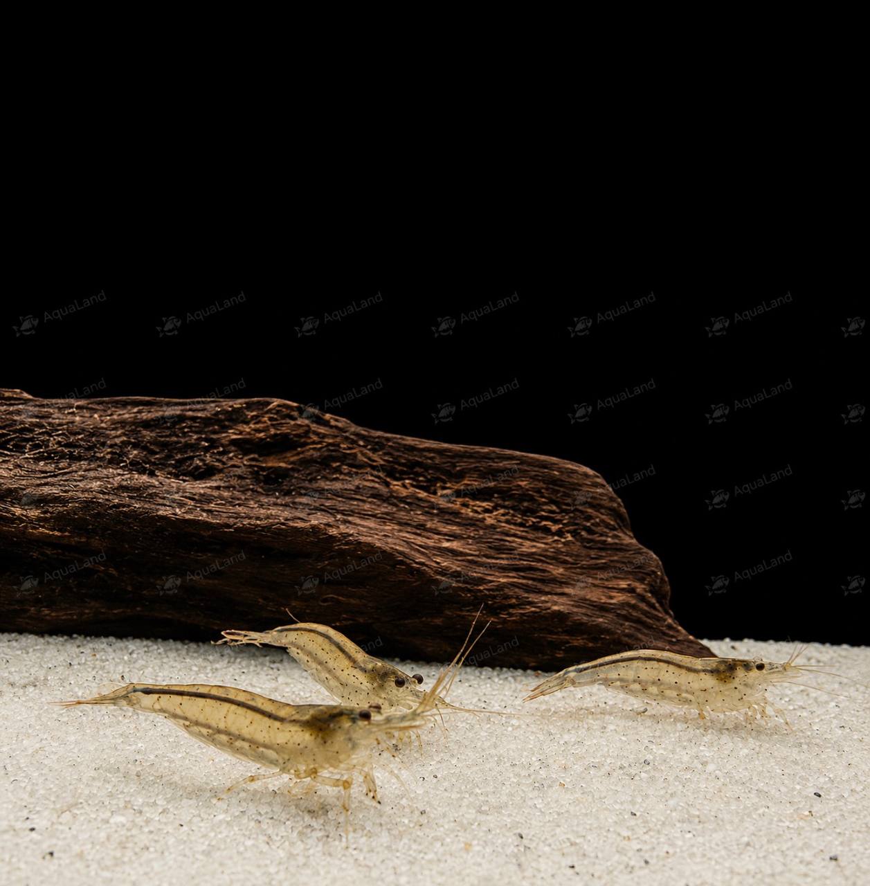 Amano Reje Naturfarvet Caridina multidentata – algespisende ferskvandsreje til akvarium