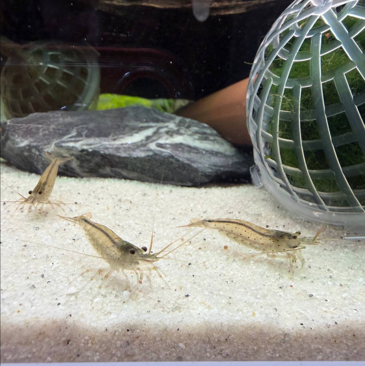 Amano Reje Naturfarvet Caridina multidentata – algespisende ferskvandsreje til akvarium