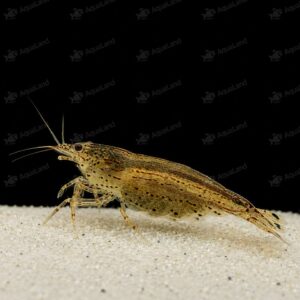 Amano Reje Intens Caridina multidentata – stor kraftig algespisende reje til akvarium