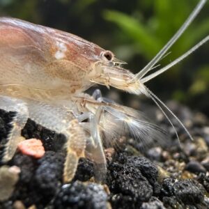 Monster Fan Shrimp Atya gabonensis – stor fredelig filtrerende ferskvandsreje til akvarium