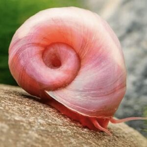 Pink posthornsnegl Ramshorn Snail til ferskvandsakvarium