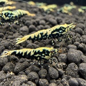 Galaxy Fishbone Caridina reje med karakteristisk Fishbone og Galaxy mønster