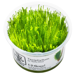 Spiky Mos Taxiphyllum sp. fra Tropica 1-2-Grow i vævskulturkop – grøn akvariemos med tætte, forgrenede skud